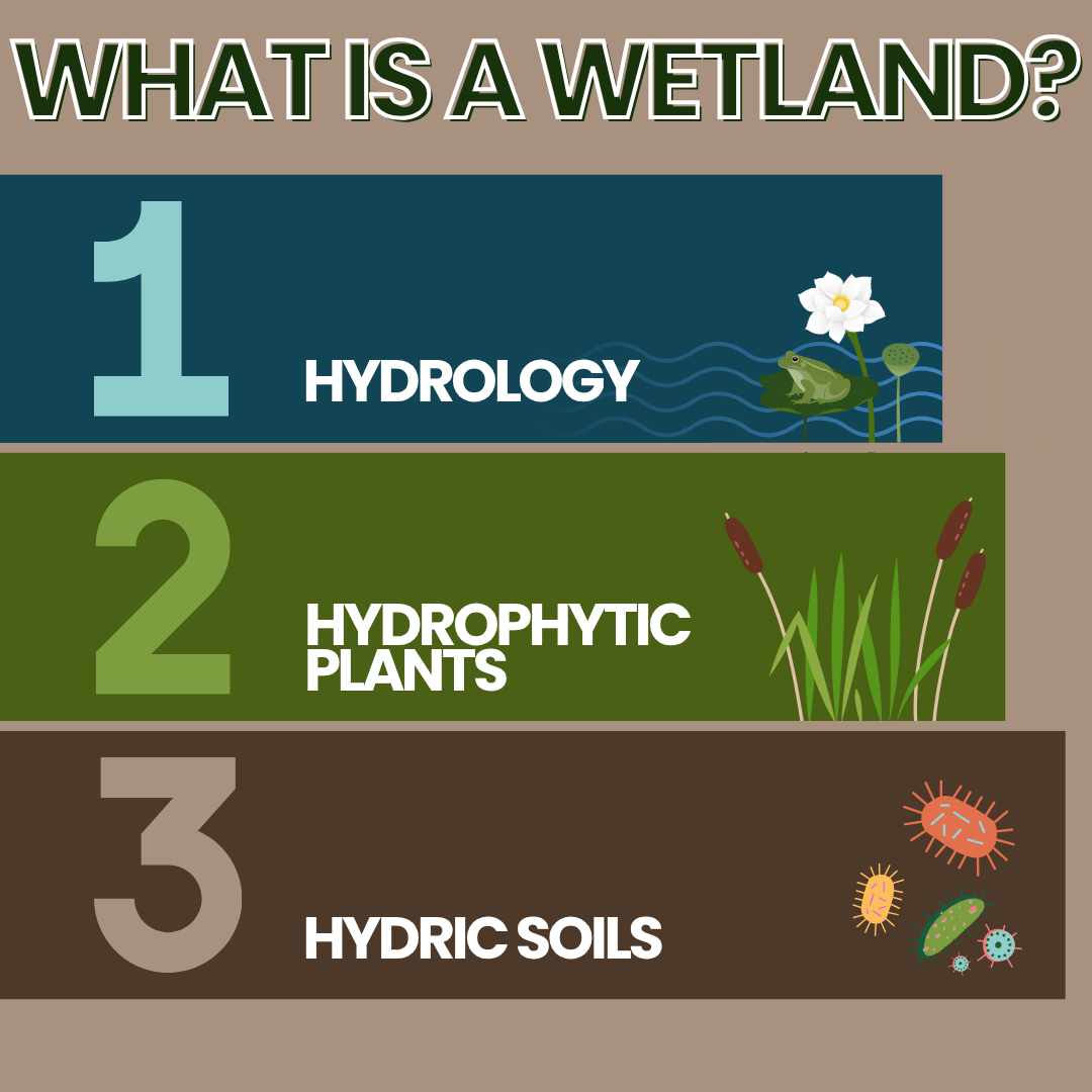 What is a Wetland?