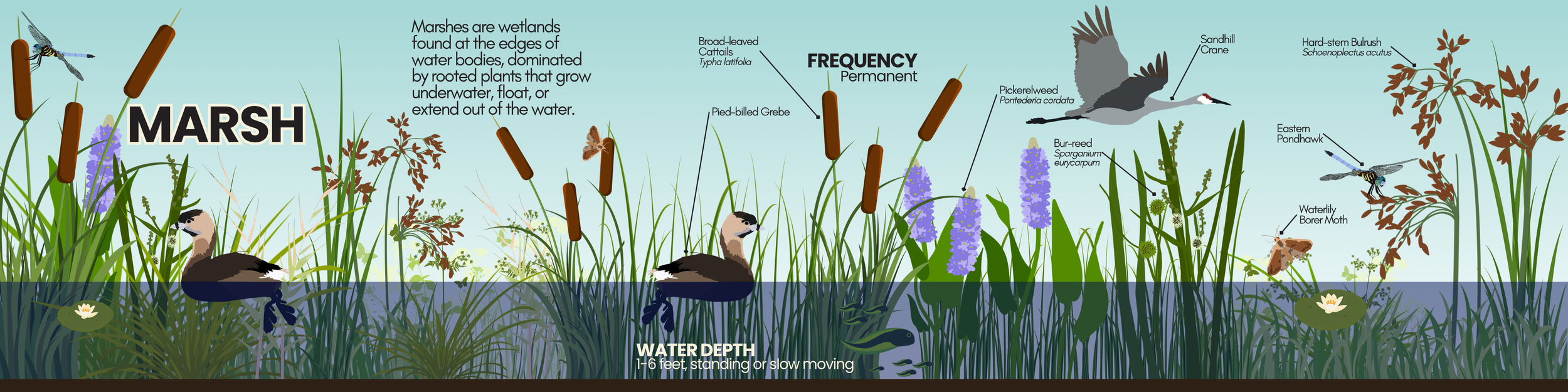 Marsh.png