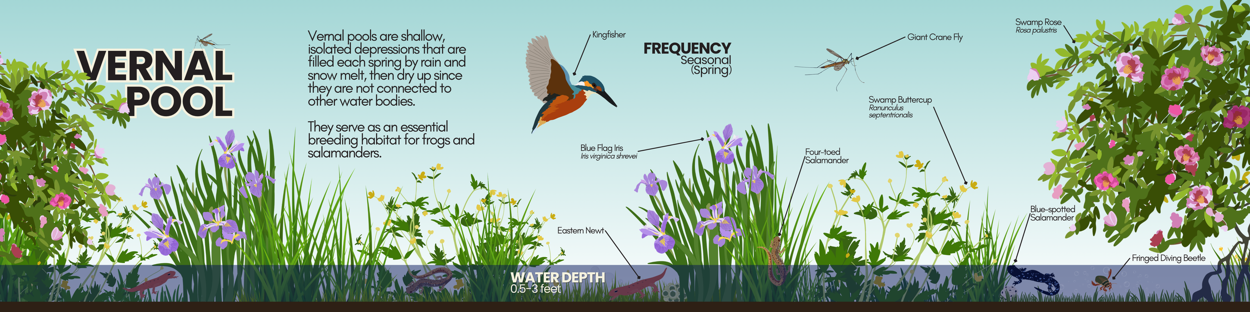 Vernal Pool.png