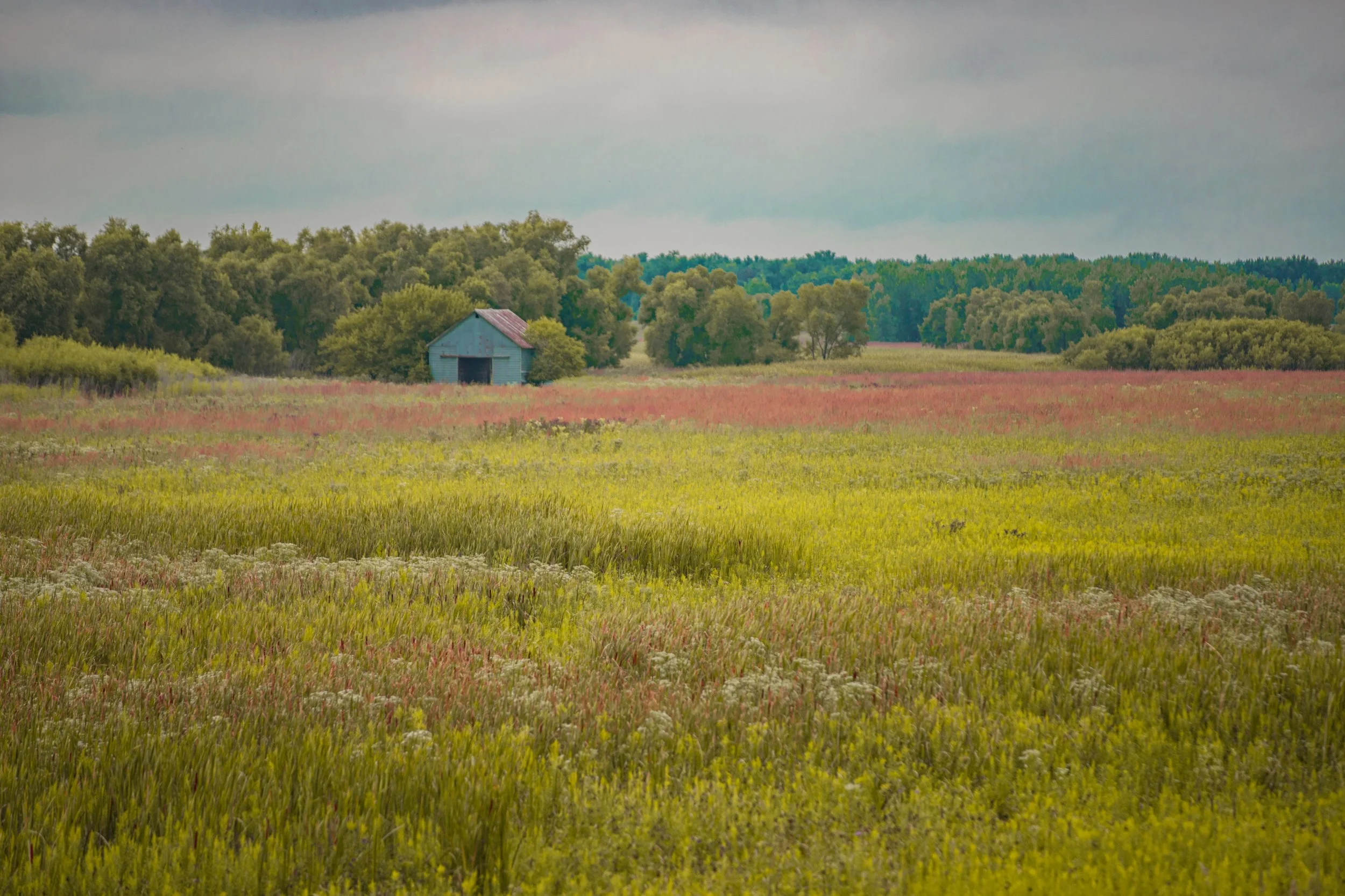 Open field at the Dixon Waterfowl Refuge with tall grass, trees, and a small wooden barn under a cloudy sky.