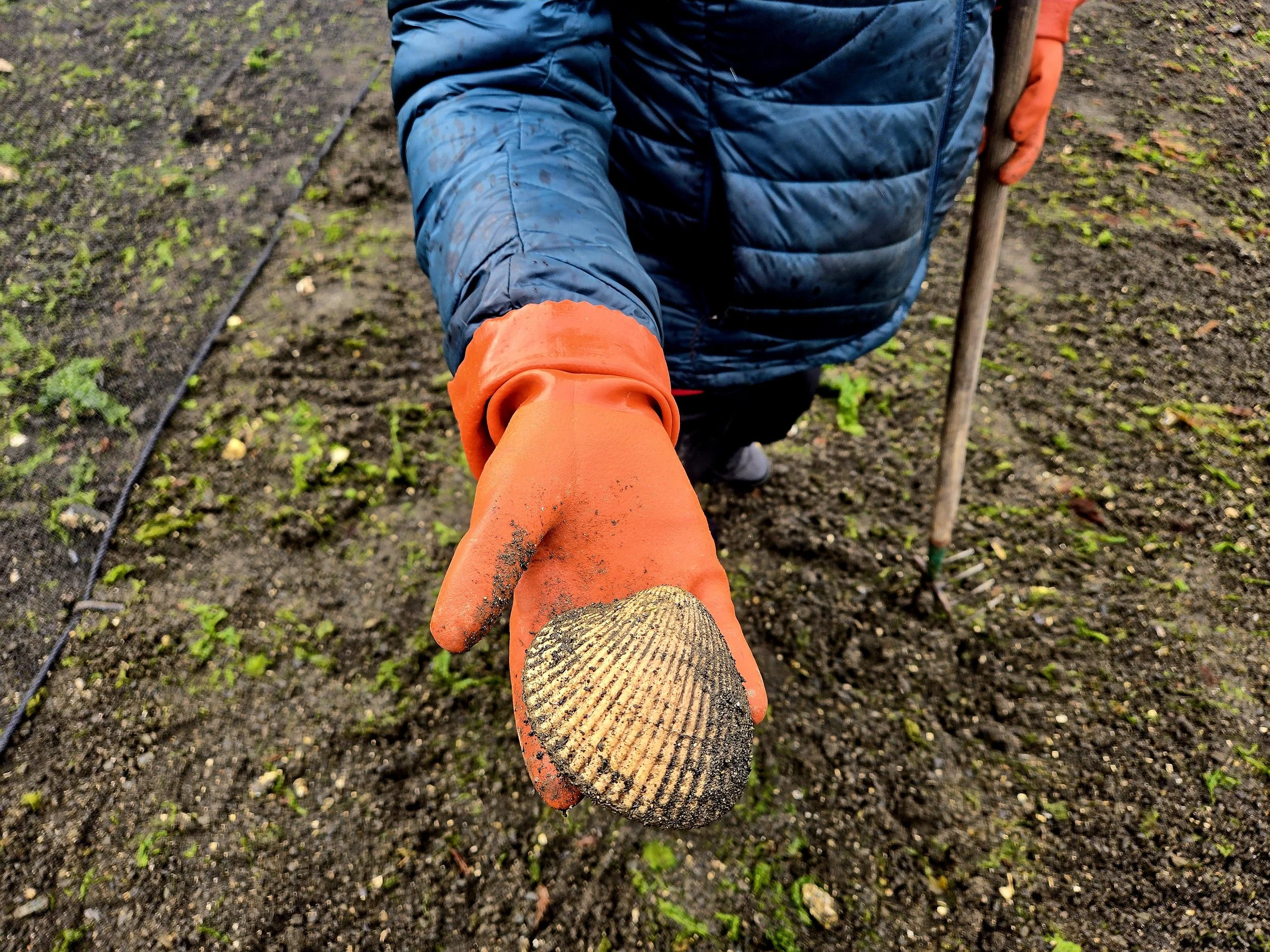 A person in blue and orange work gloves is holding a cockle, with a garden trowel in their right hand on the beach.