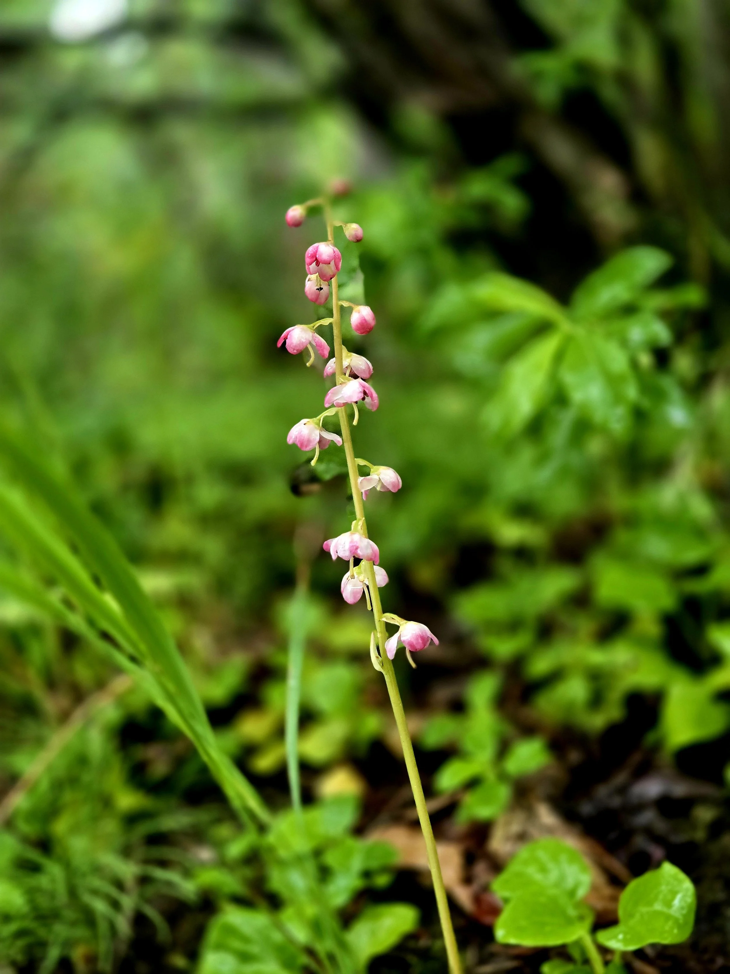A tall, slender stem with small pink bell-shaped flowers hanging downward, surrounded by green foliage on the trails in Juneau.