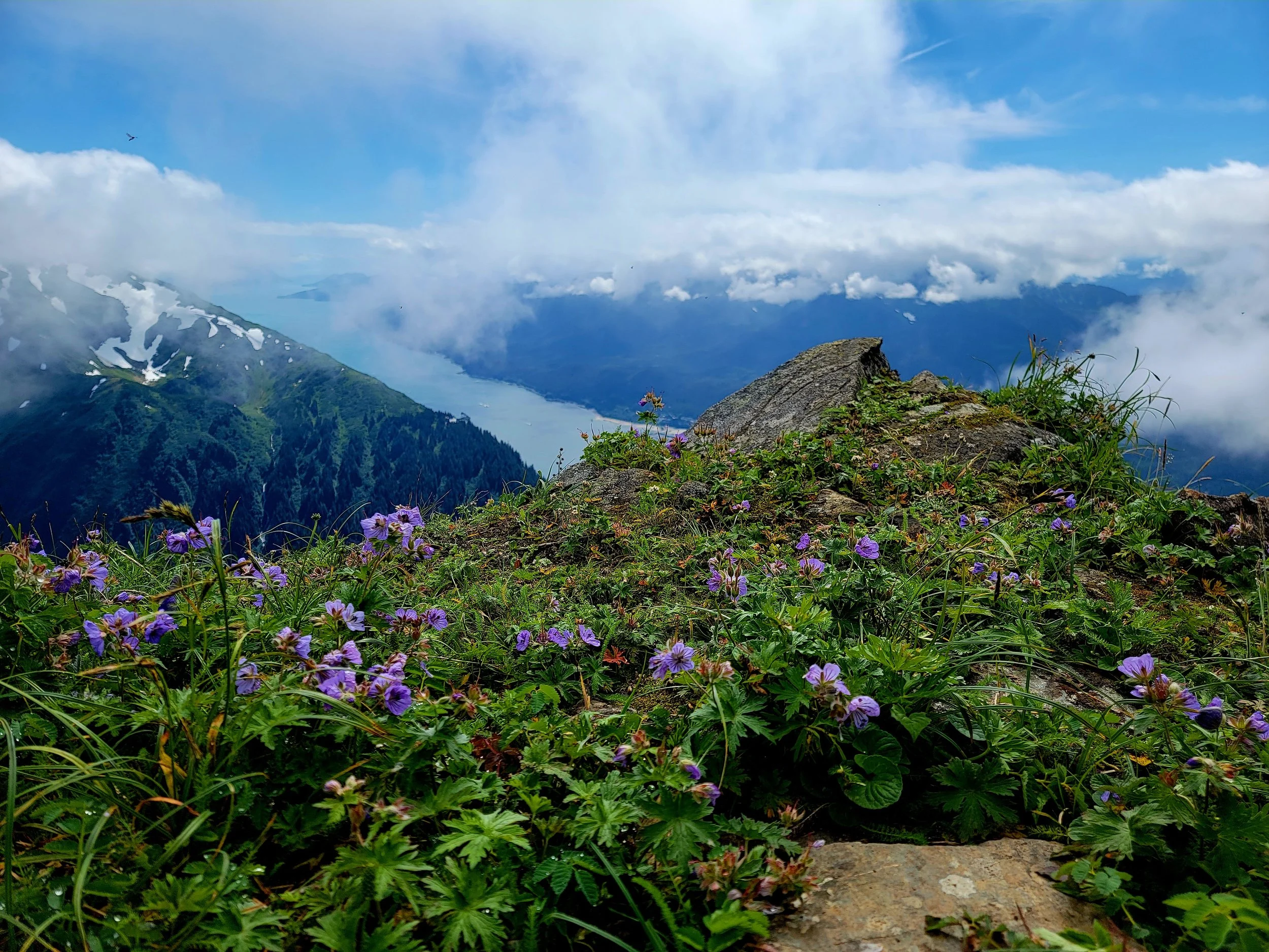 View from Mount Juneau with colorful wildflowers in the foreground, snow patches on the mountain slopes, and cloudy sky overhead, with Gastineau Channel in the background