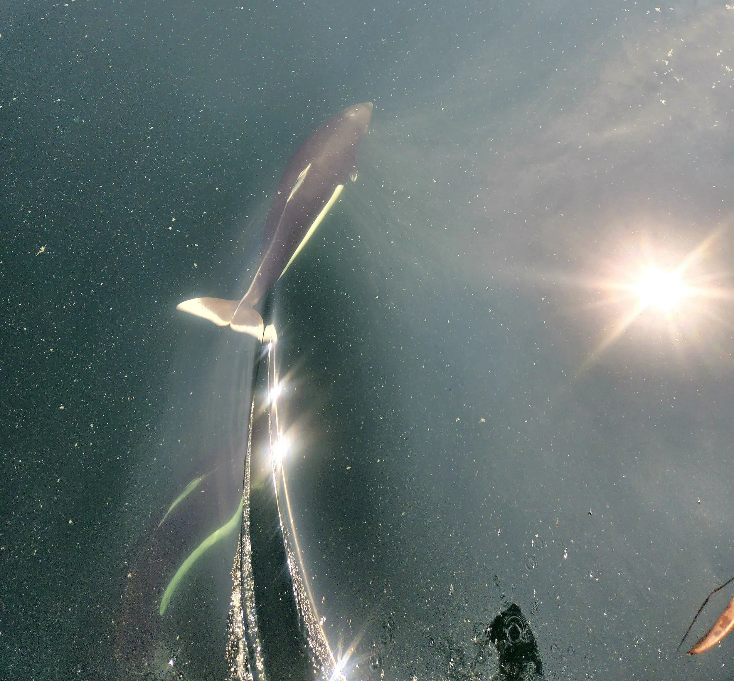 Porpoises in the Southeast Alaska with sunlight filtering from above.