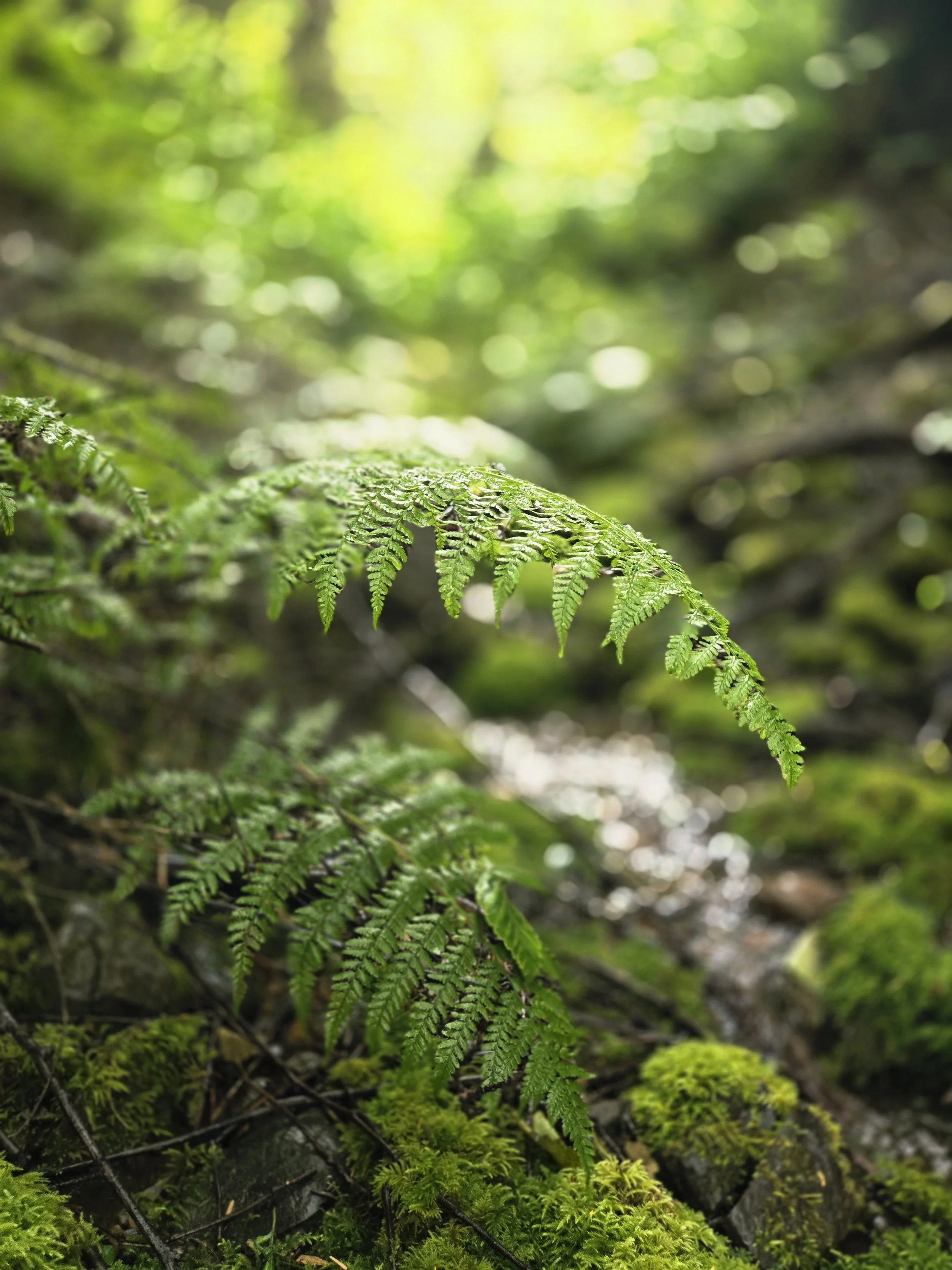 Close-up of green fern leaves in a lush forest with sunlight filtering through trees in the background.