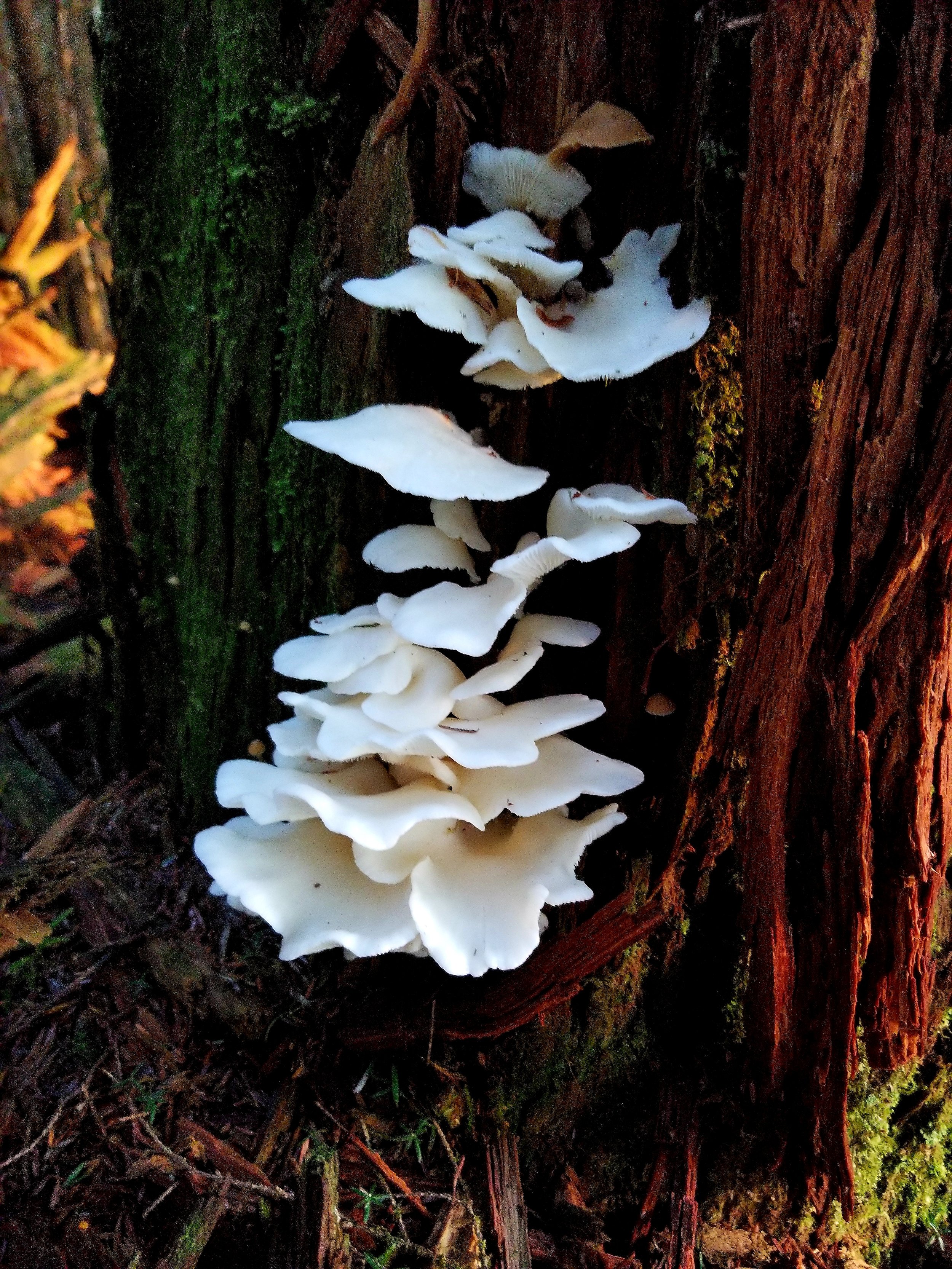 White mushrooms growing on a fallen tree trunk in a forest.