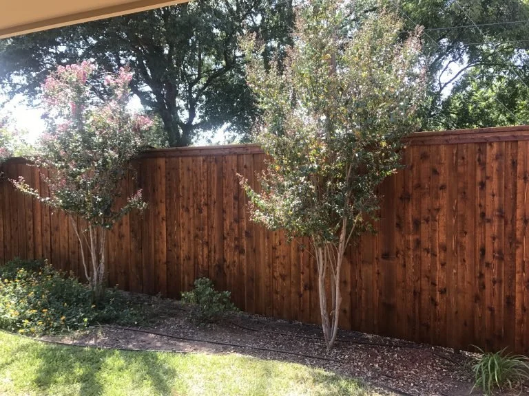 Backyard with a wooden privacy fence, two small trees, and some flowering bushes.