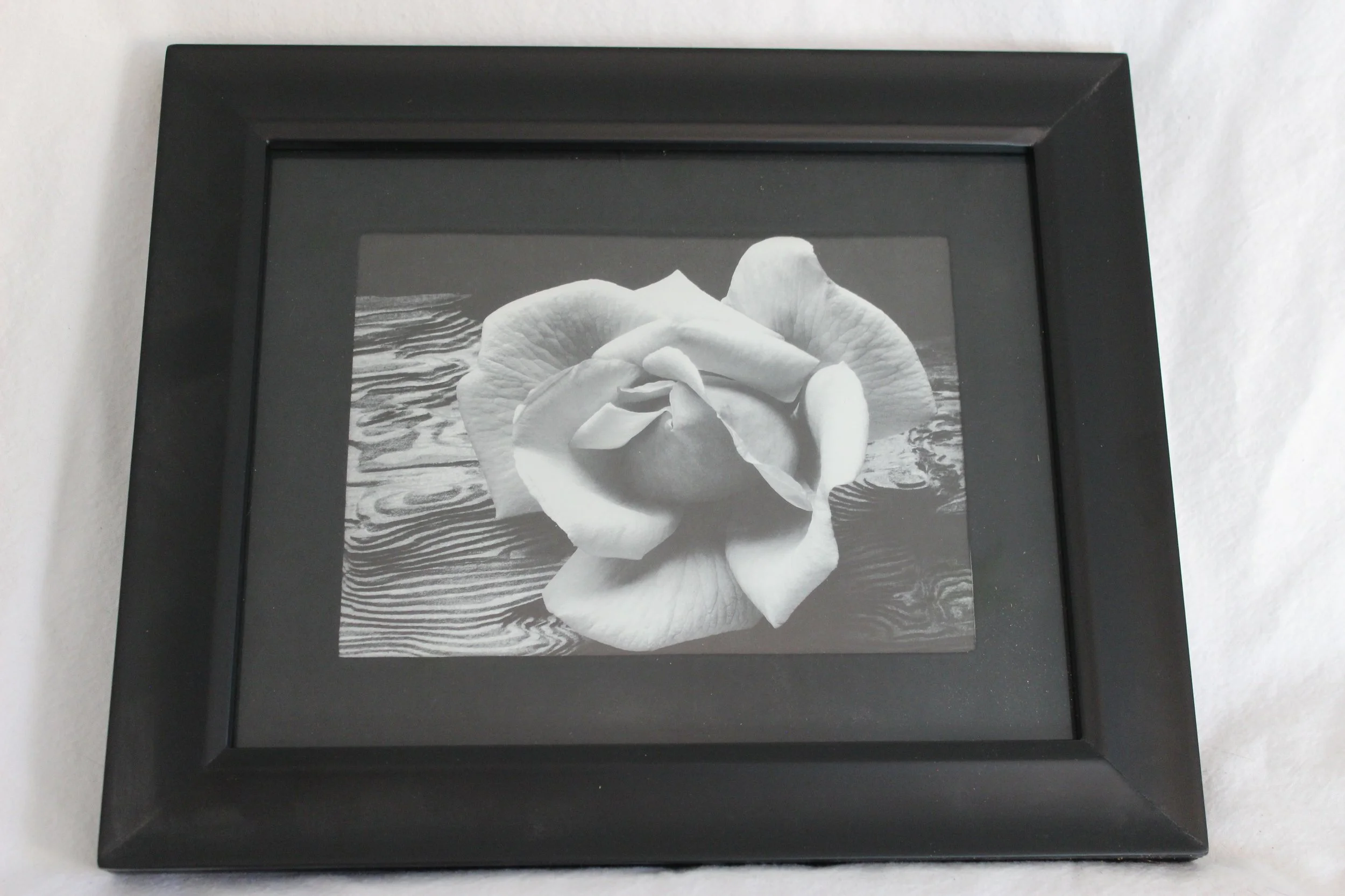 FL017 Black and White Rose