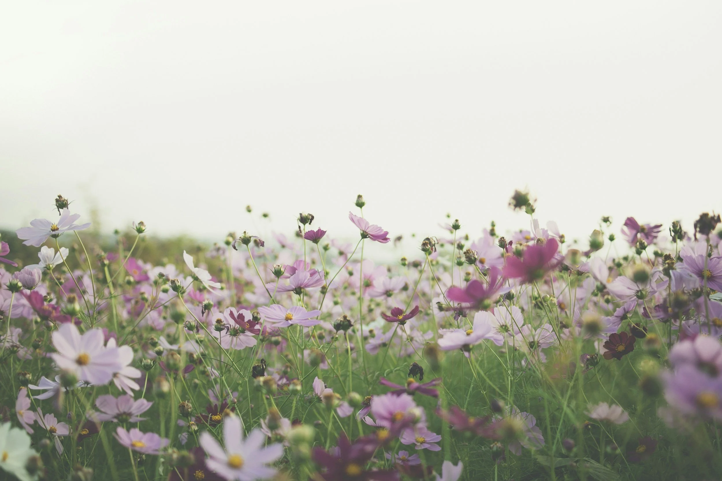 Field of pink and white flowers with green stems and yellow centers, under a pale sky.