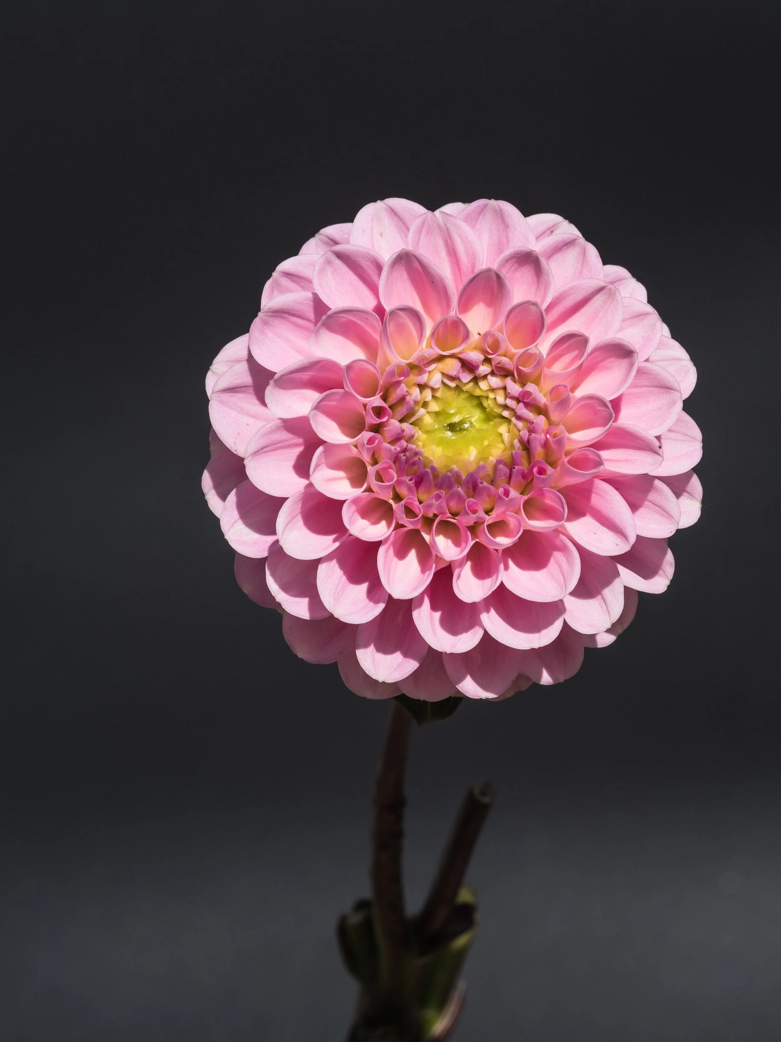 Close-up of a pink dahlia flower with layered petals, reflected on a dark surface.