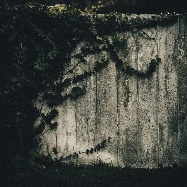 A concrete wall with climbing vines and leaves.