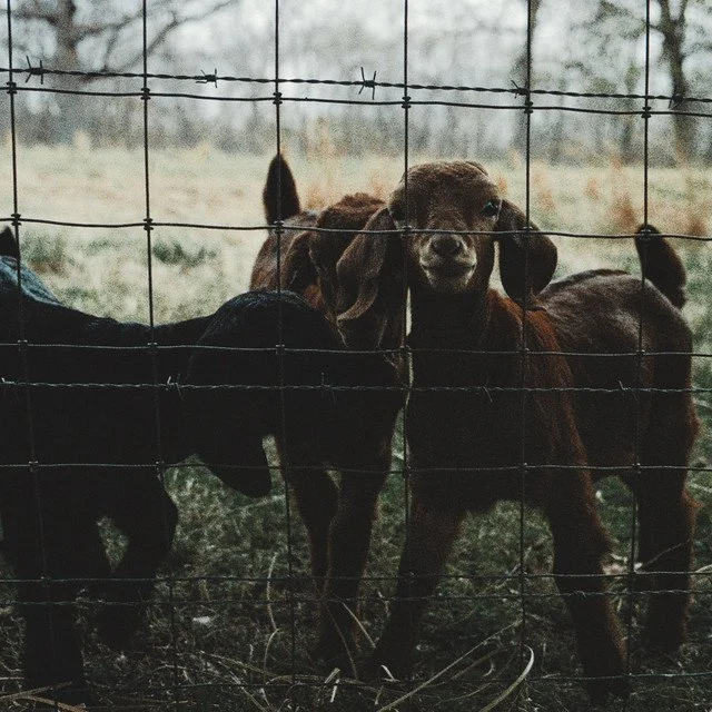 Three baby goats behind a wire fence in a rural outdoor setting.