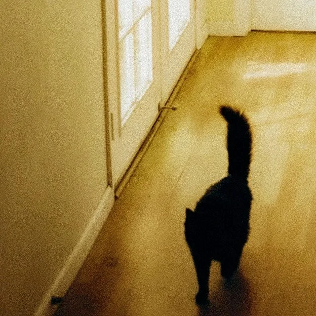 Black cat walking on hardwood floor toward glass-paneled door in a house.