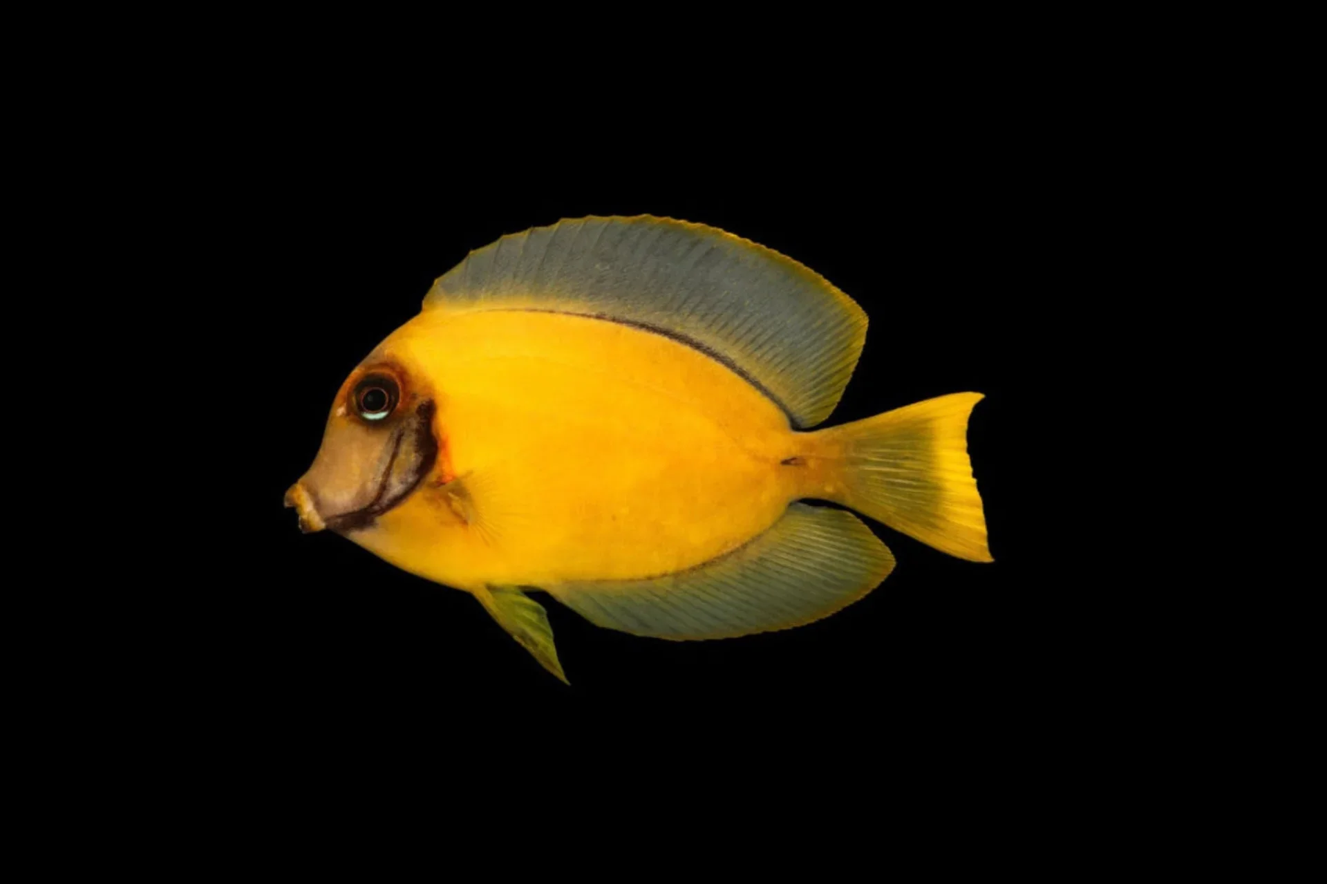 Chocolate Tang (Acanthurus pyroferus)