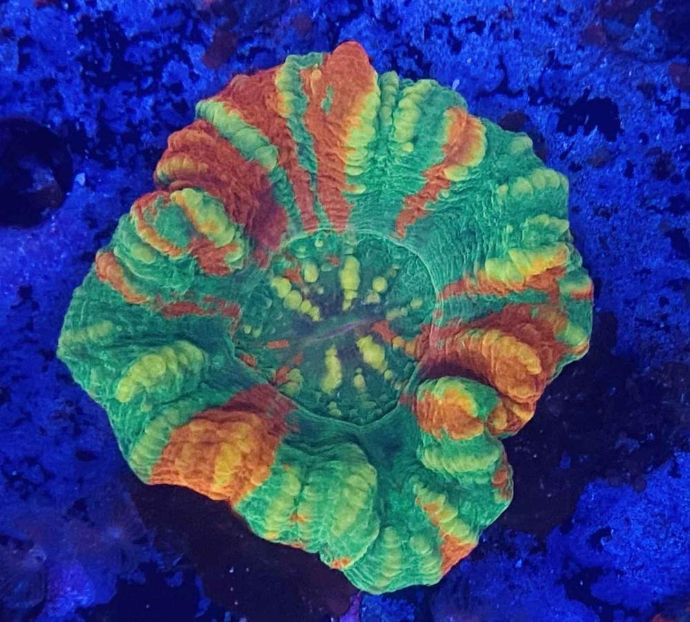 Rainbow Lobophyllia