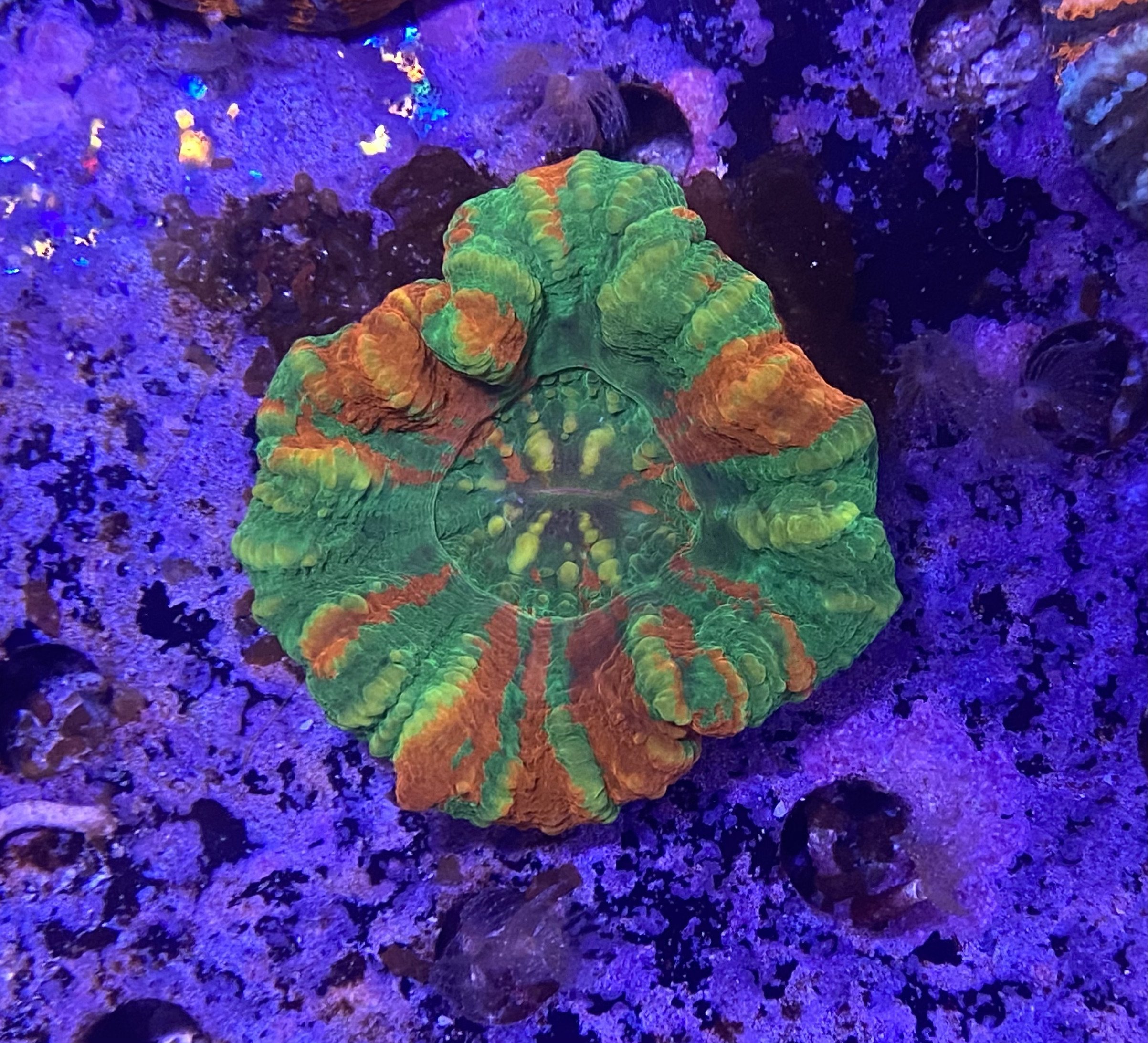 Bleeding Apple Scolymia