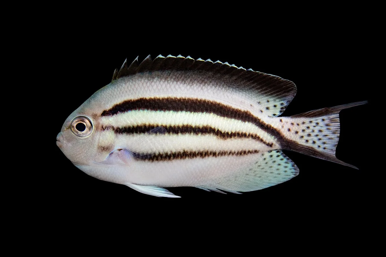 Lamarck's Angelfish (Genicanthus lamarck)
