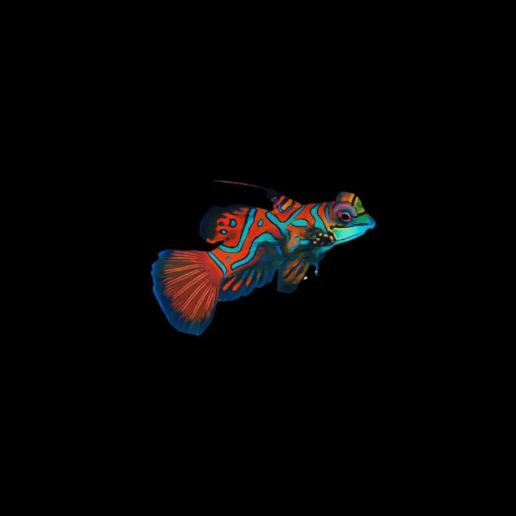 Red Mandarin Goby (Synchiropus splendidus variant)