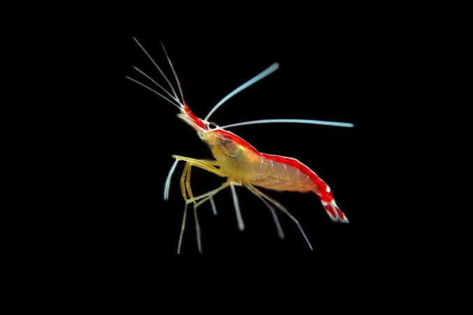 Skunk Cleaner Shrimp (Lysmata amboinensis)