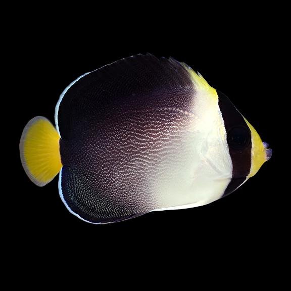 Singapore Angelfish (Chaetodontoplus mesoleucus)