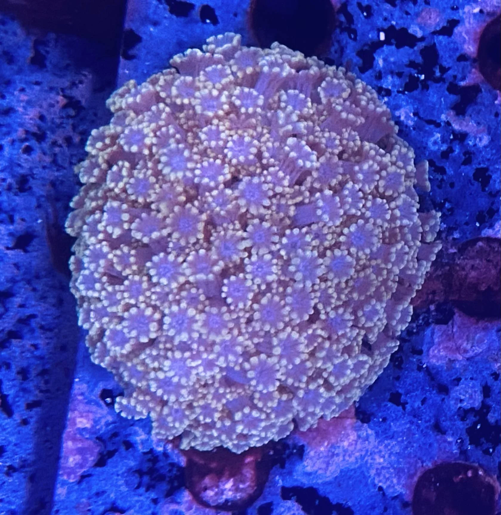 Goniopora