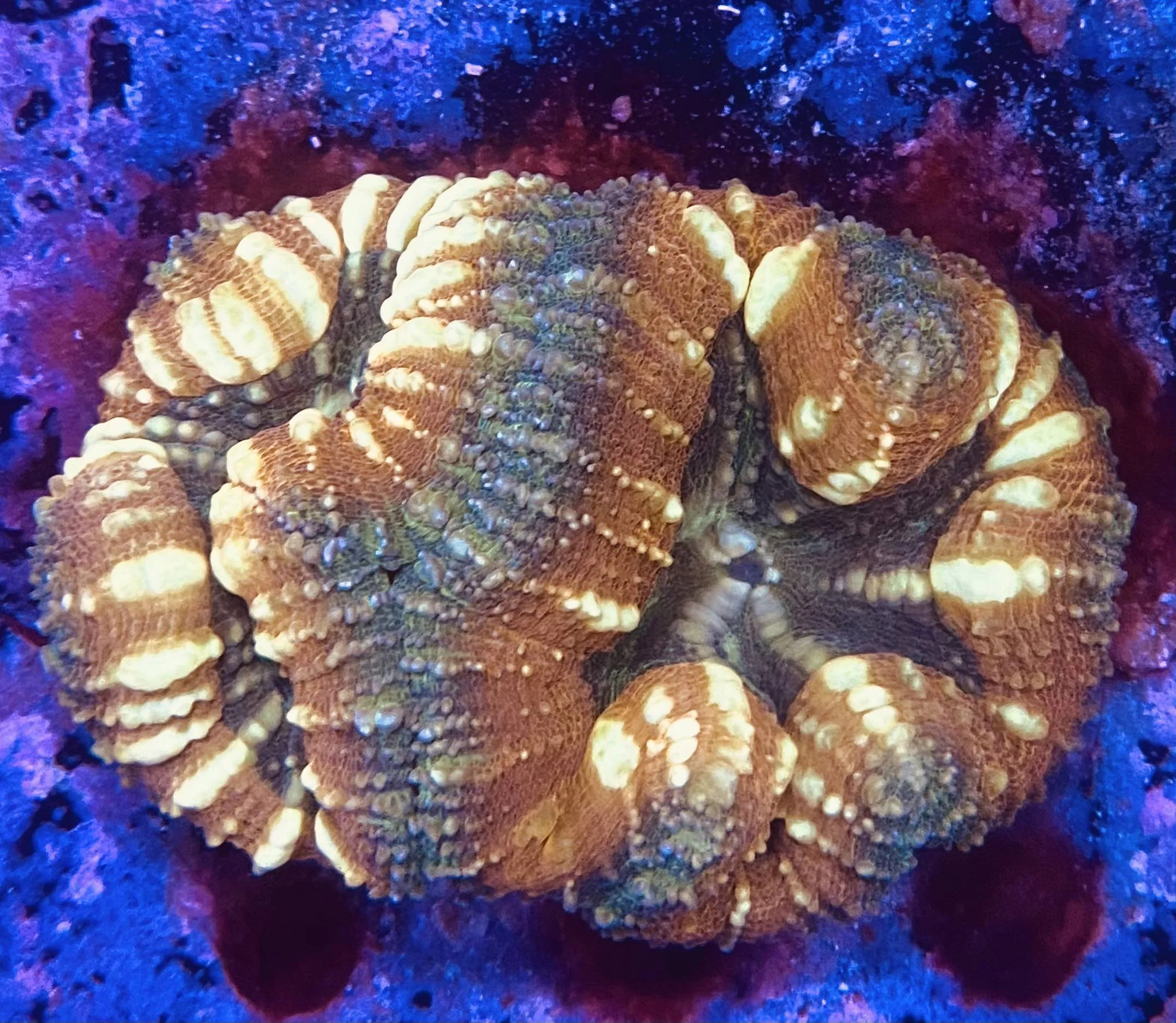 Tiger Lobophyllia