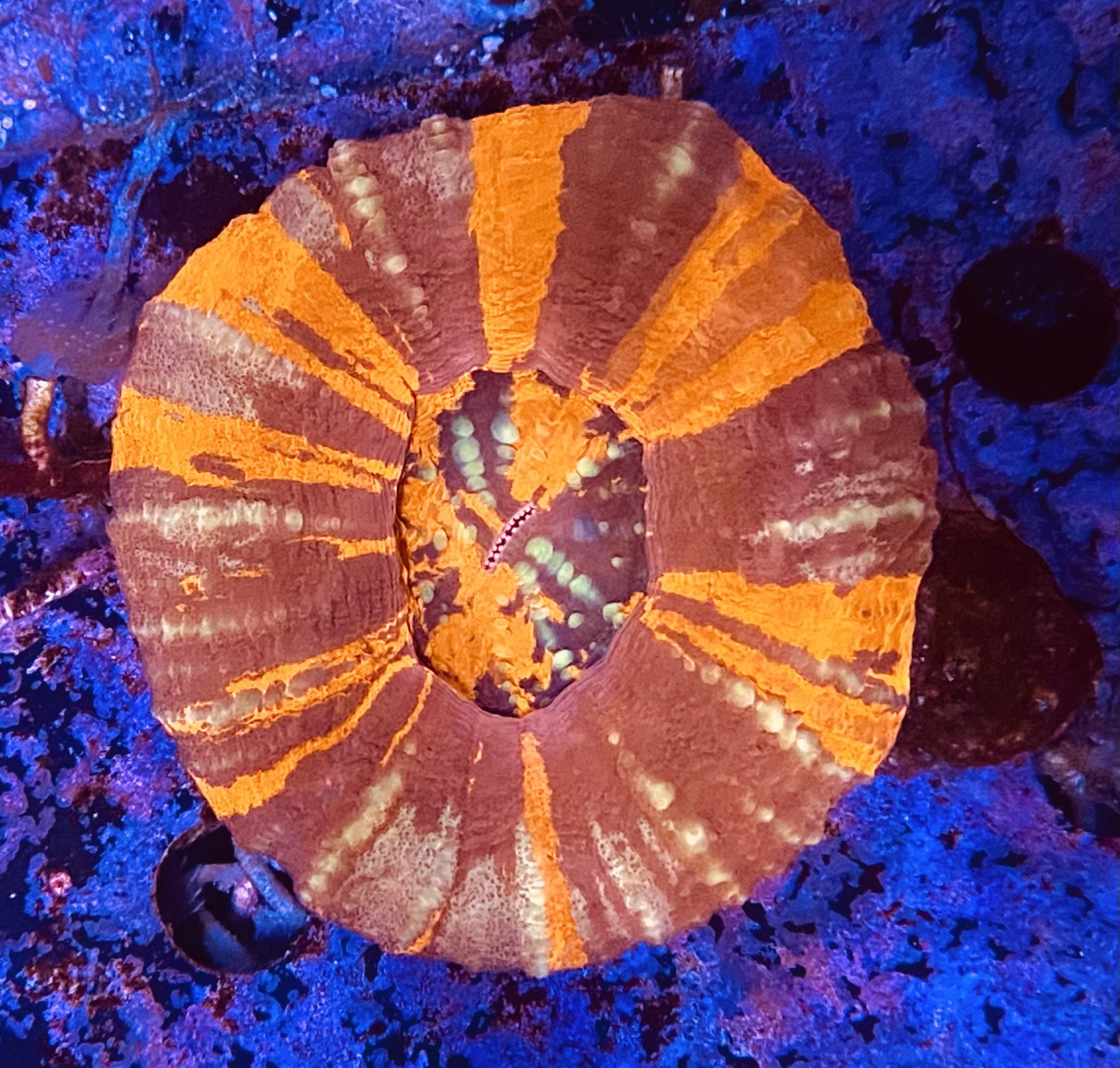 Orange and Green Stripe Scoly
