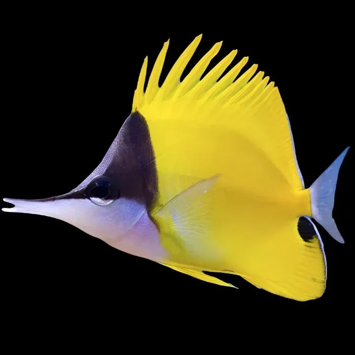 Longnose Butterflyfish (Forcipiger flavissimus)