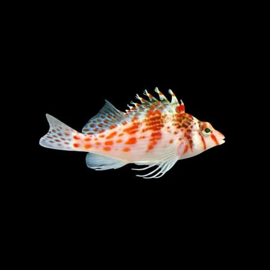 Falco Hawkfish (Cirrhitichthys falco)