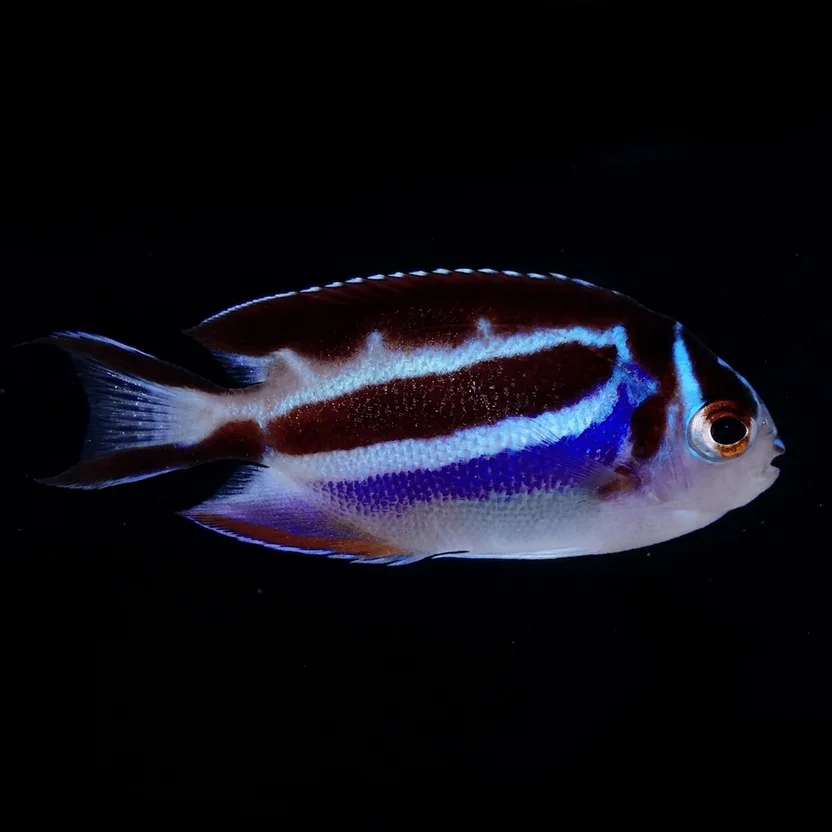 Bellus Angelfish (Genicanthus bellus)