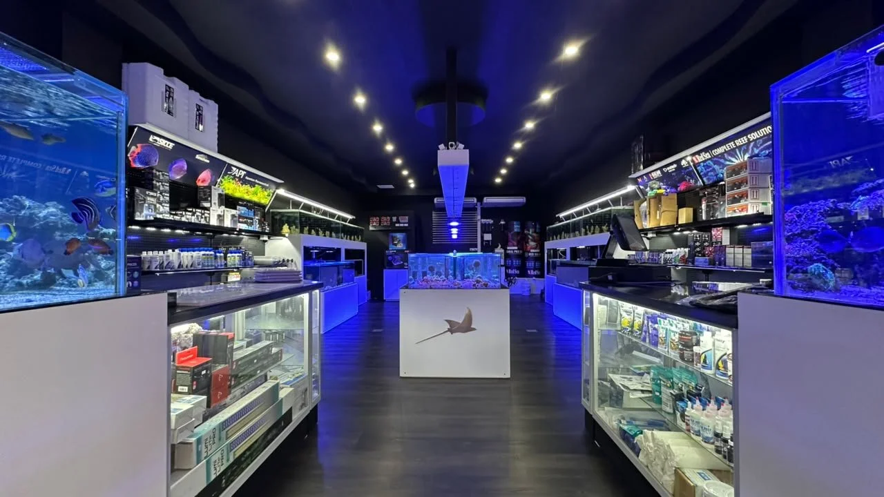 Interior of an aquarium store with fish tanks, marine products, and coral displays, illuminated by blue lighting.