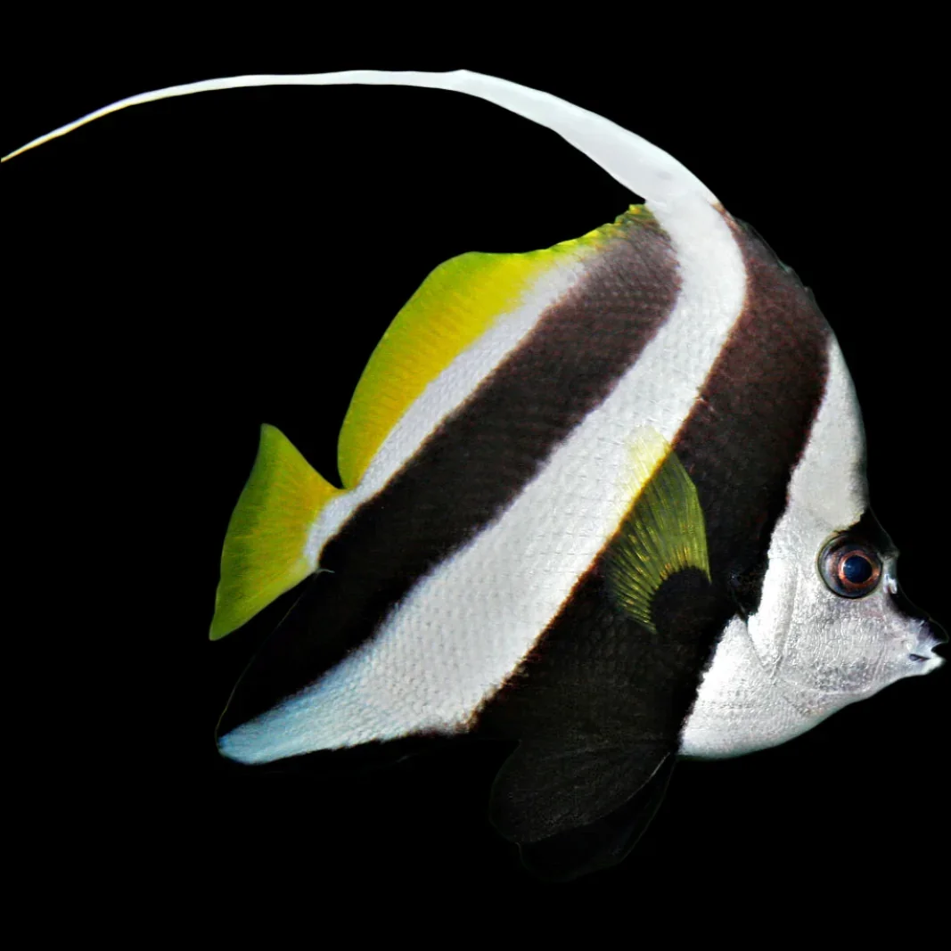 Black and White Butterfly Fish (Heniochus diphreutes)