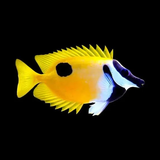 Blackspot Foxface (Siganus unimaculatus)