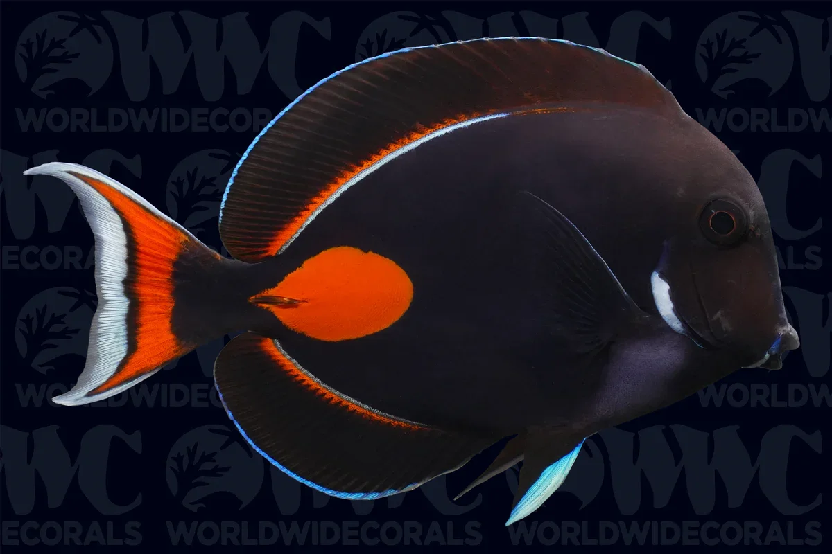 Achilles Tang (Acanthurus achilles)