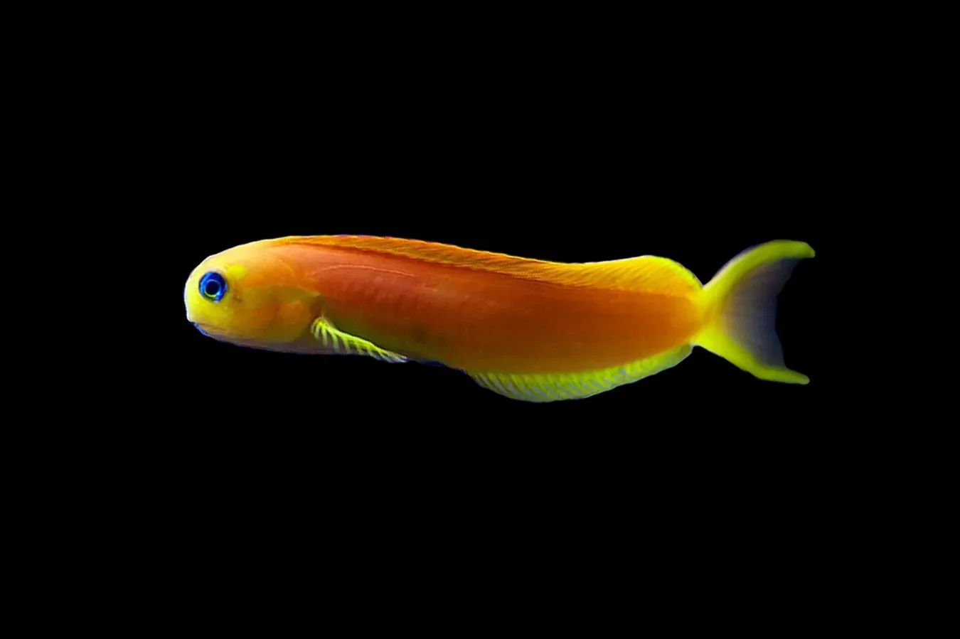 Golden Midas Blenny (Ecsenius midas)