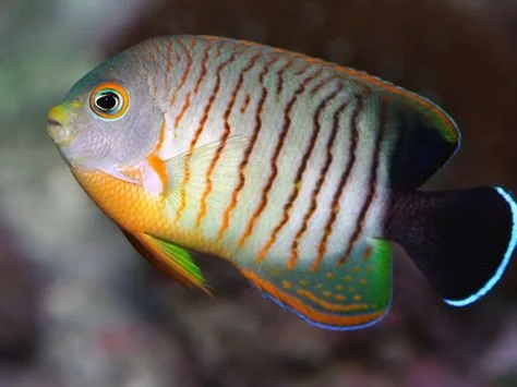 Red Stripe Eibli Angelfish