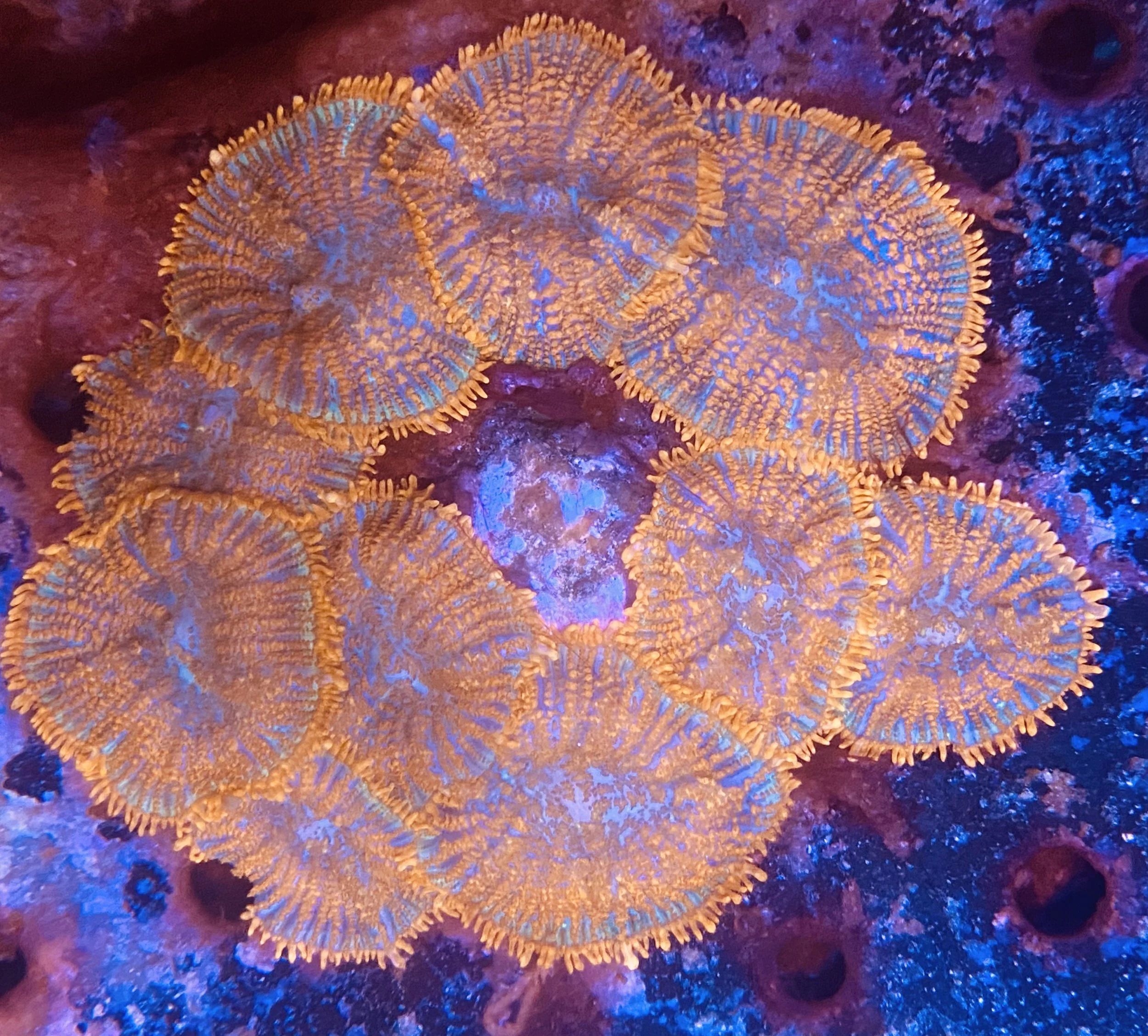 Orange Rhodactis Mushroom