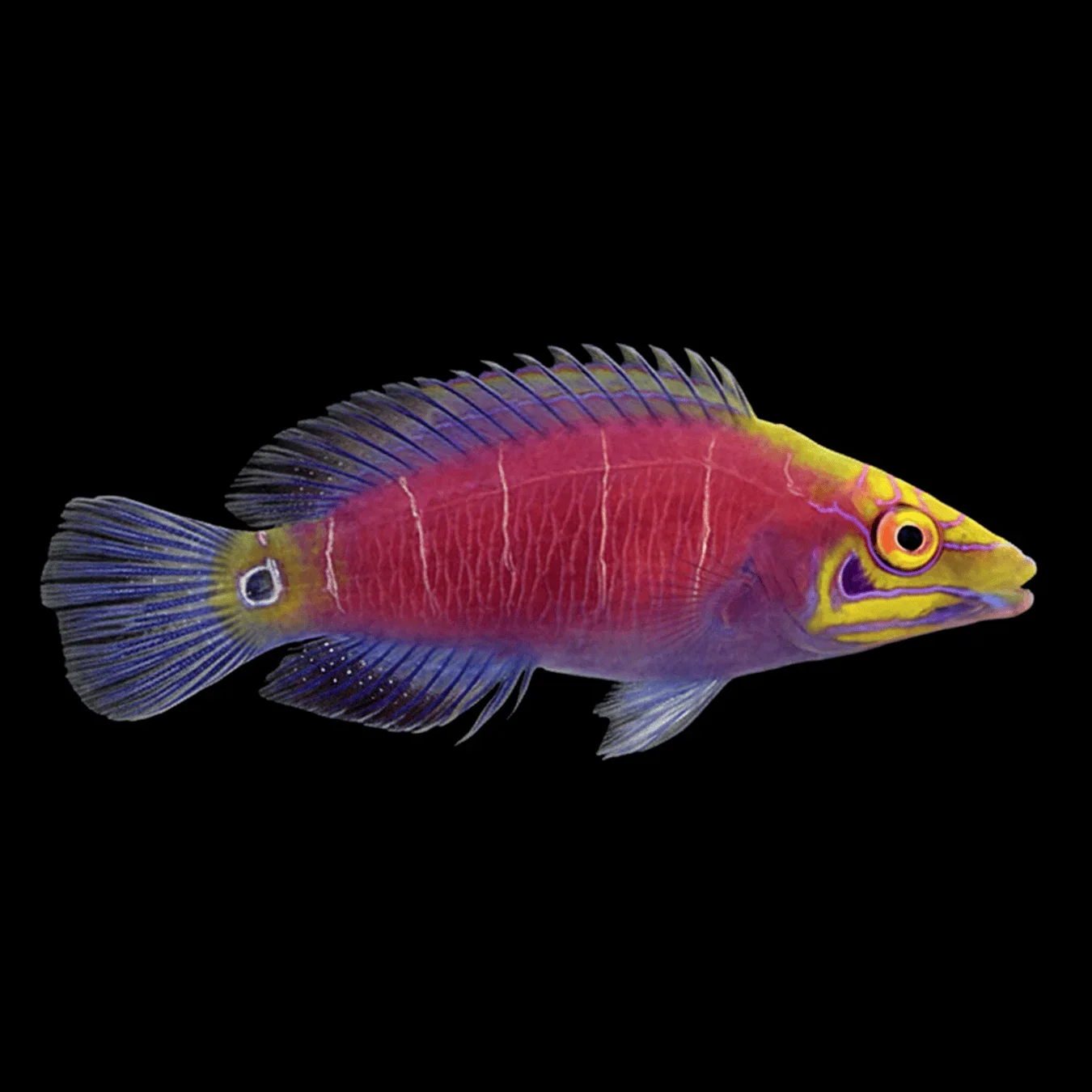 Five Bar Mystery Wrasse (Pseudocheilinus ocellatus)