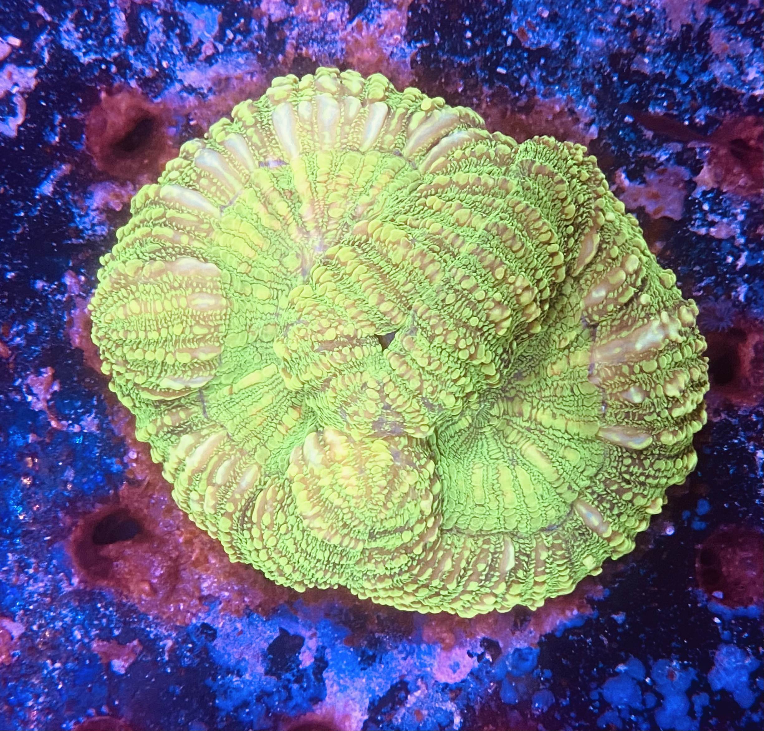Green Trachyphyllia