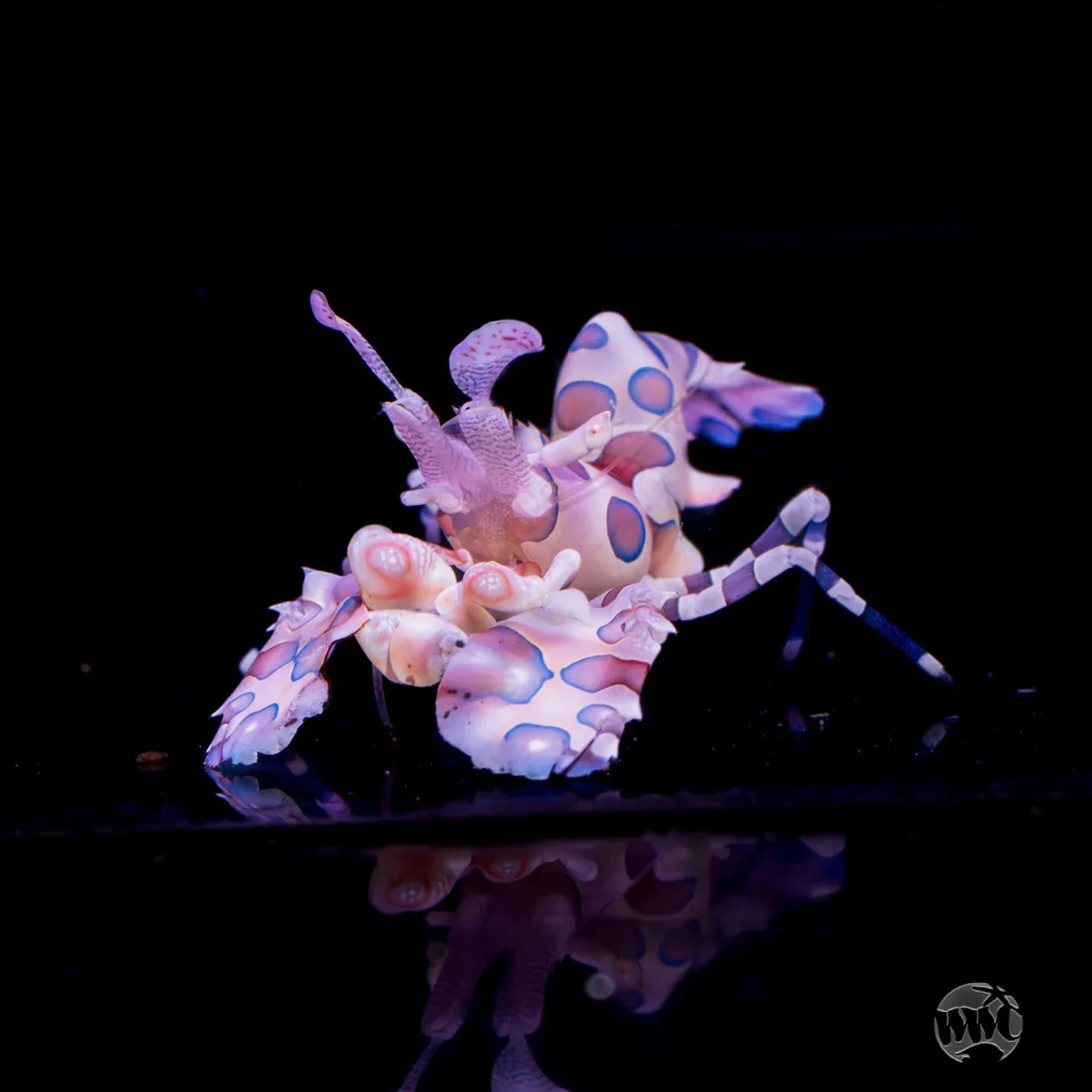 Harlequin Shrimp (Hymenocera picta or Hymenocera elegans)