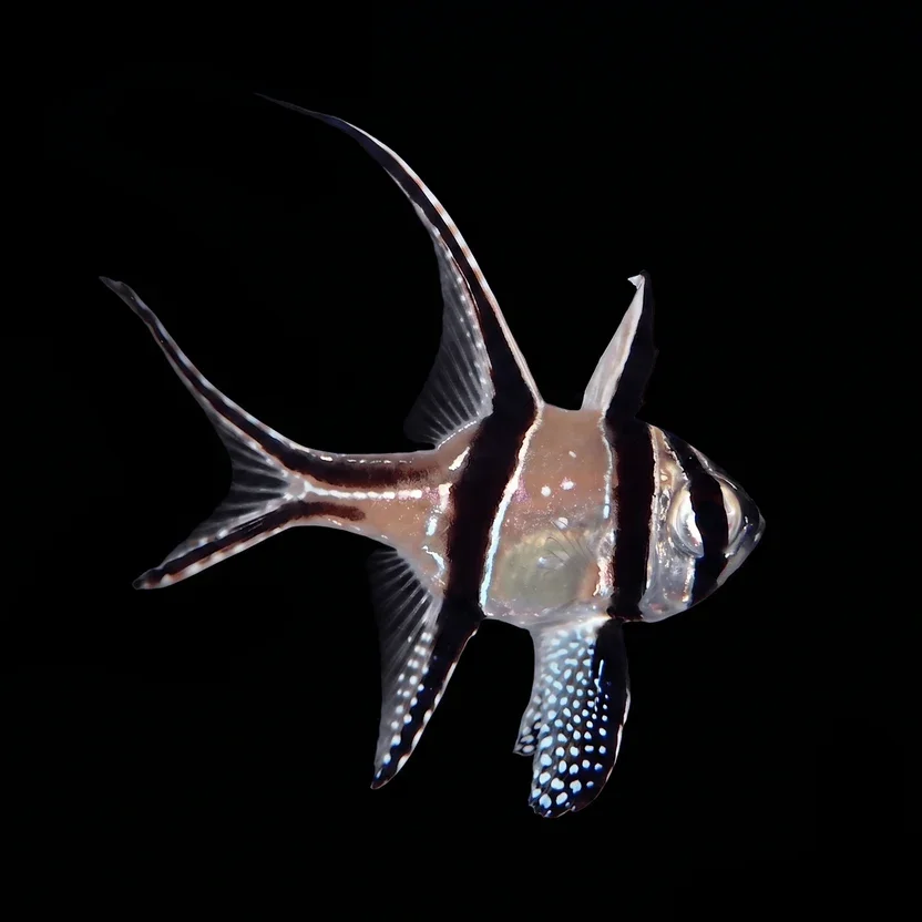 Banggai Cardinalfish (Pterapogon kauderni)
