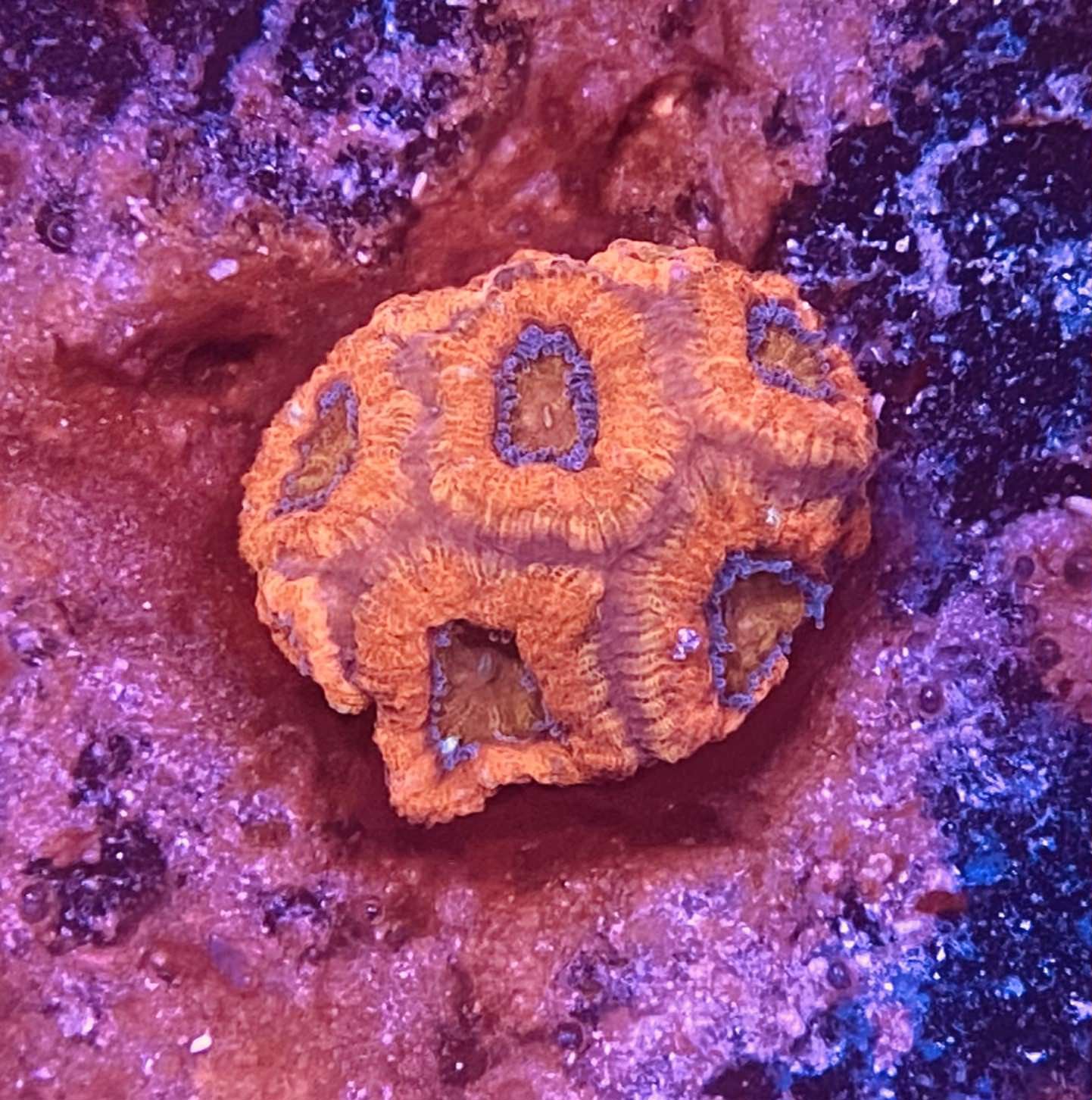 Orange and Purple Acan