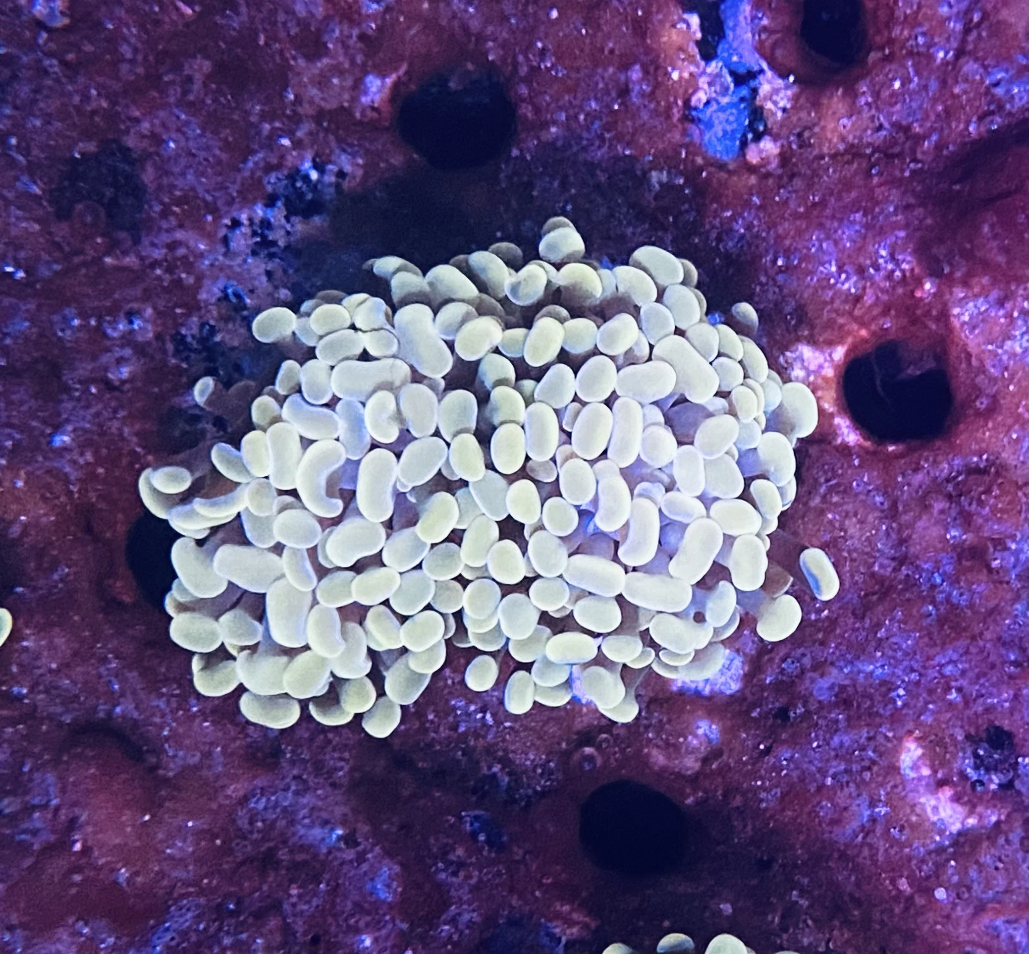Golden Hammer Coral