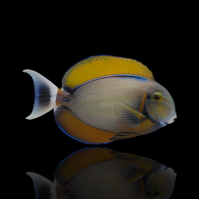 Bariene Tang (Acanthurus bariene)