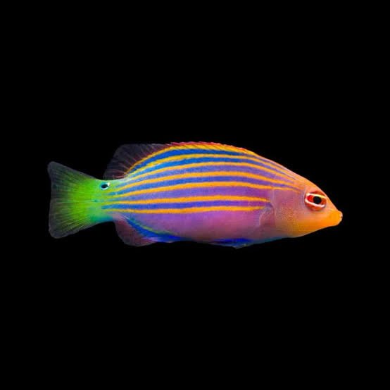 Six Line Wrasse (Pseudocheilinus hexataenia)