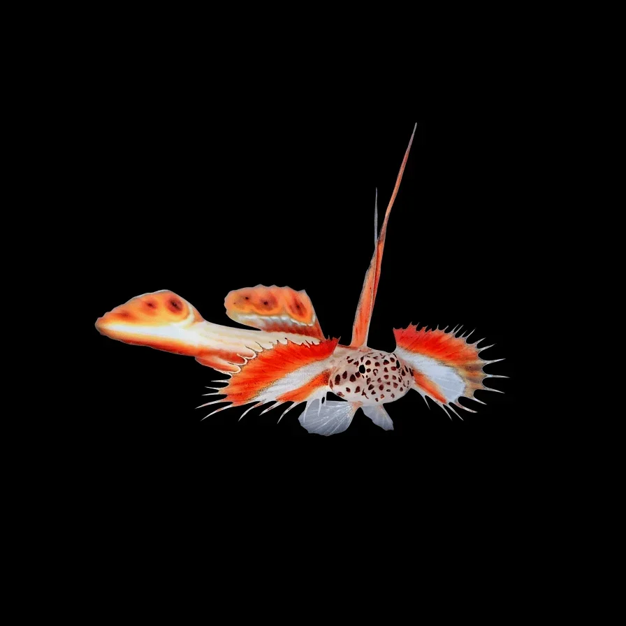Flaming Prawn Goby (Discordipinna griessingeri)