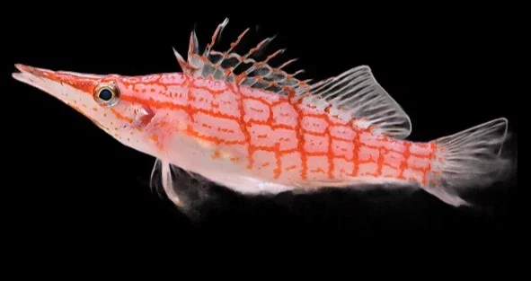 Longnose Hawkfish (Oxycirrhites typus)