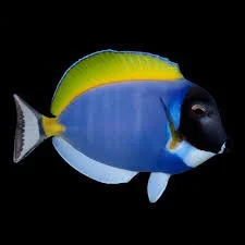 Powder Blue Surgeonfish (Acanthurus leucosternon)