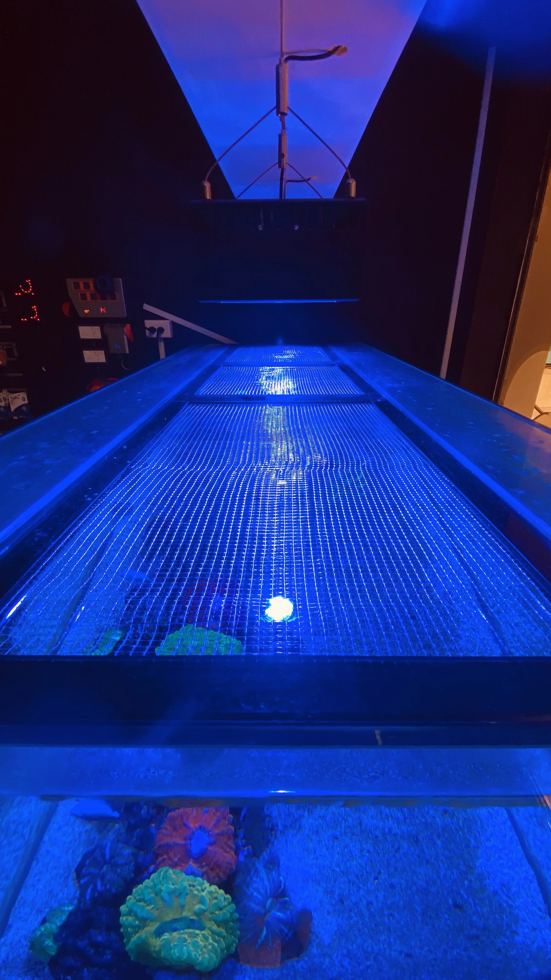 A glass aquarium with bright blue LED lighting, featuring colorful coral and small aquatic plants at the bottom, and a metal frame on top.