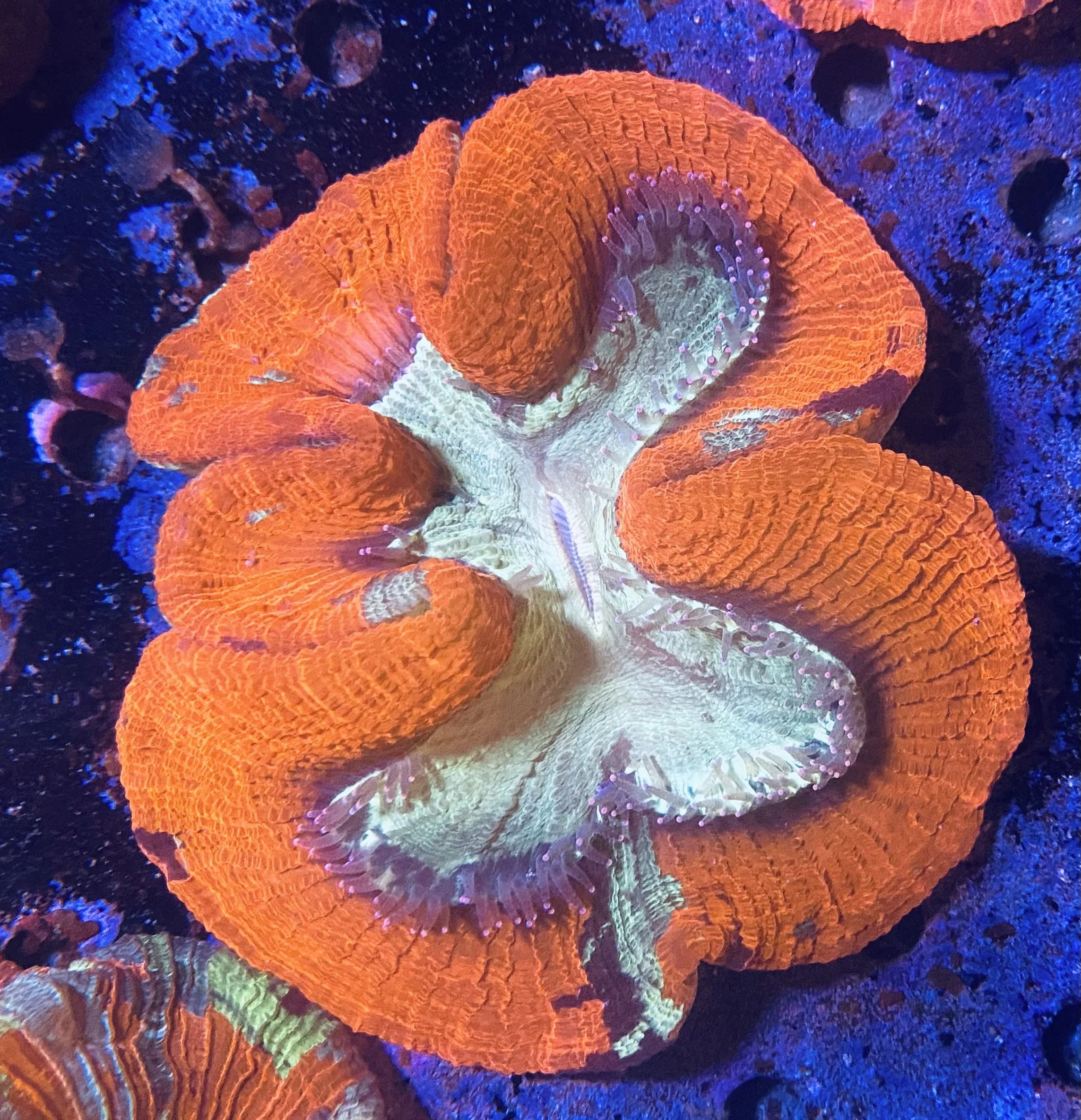Orange and Teal Trachyphyllia